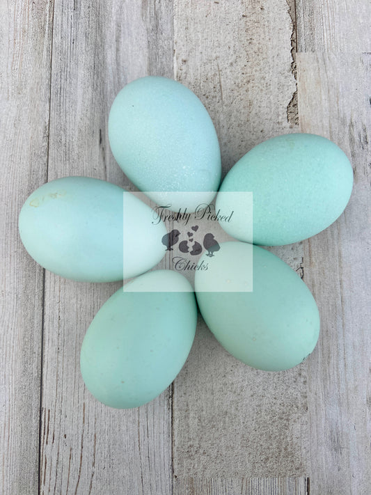 Cream Legbar Hatching Eggs