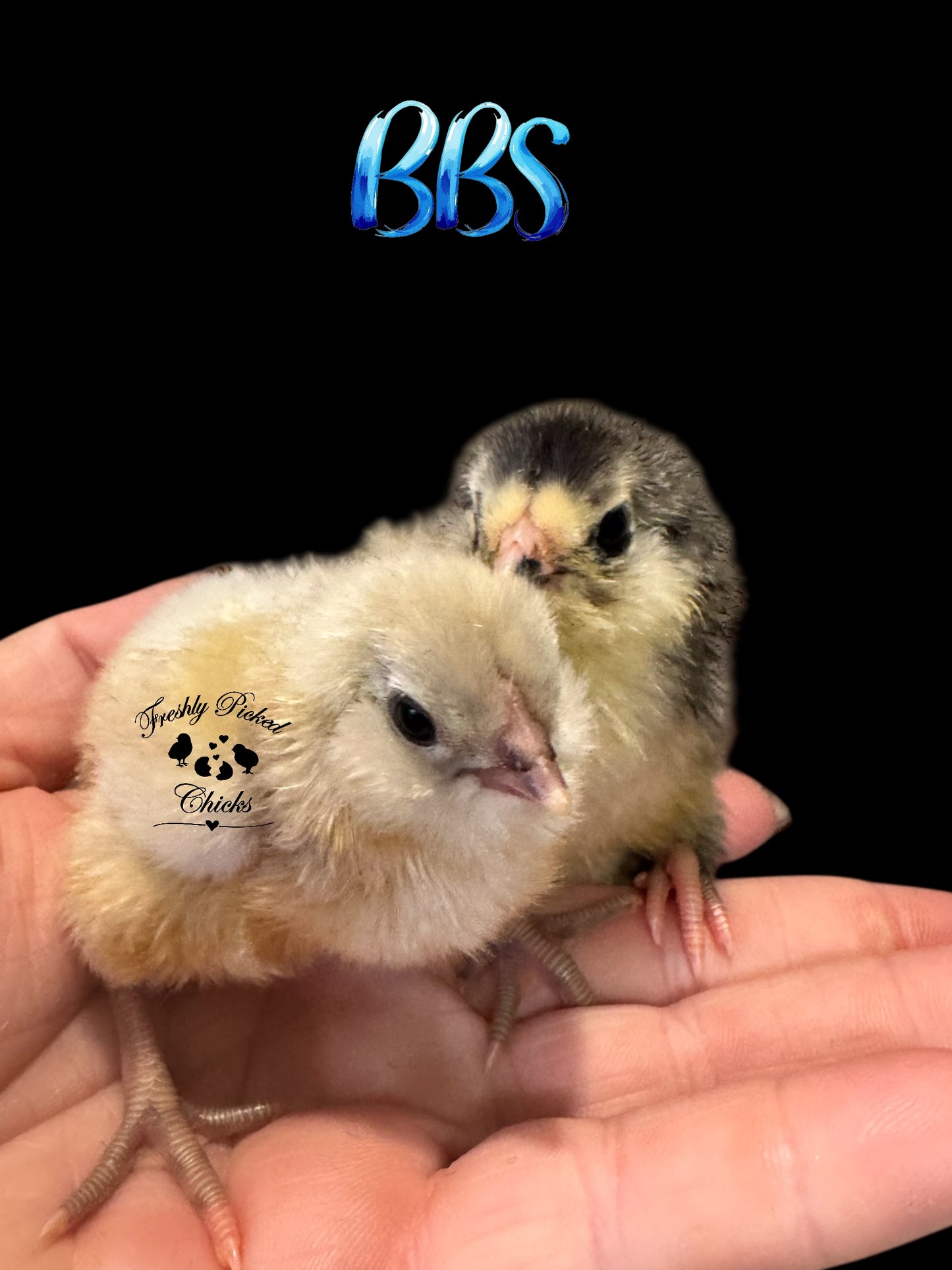 Chicks
