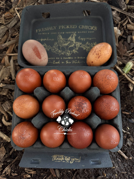 Black Copper Marans Hatching Eggs
