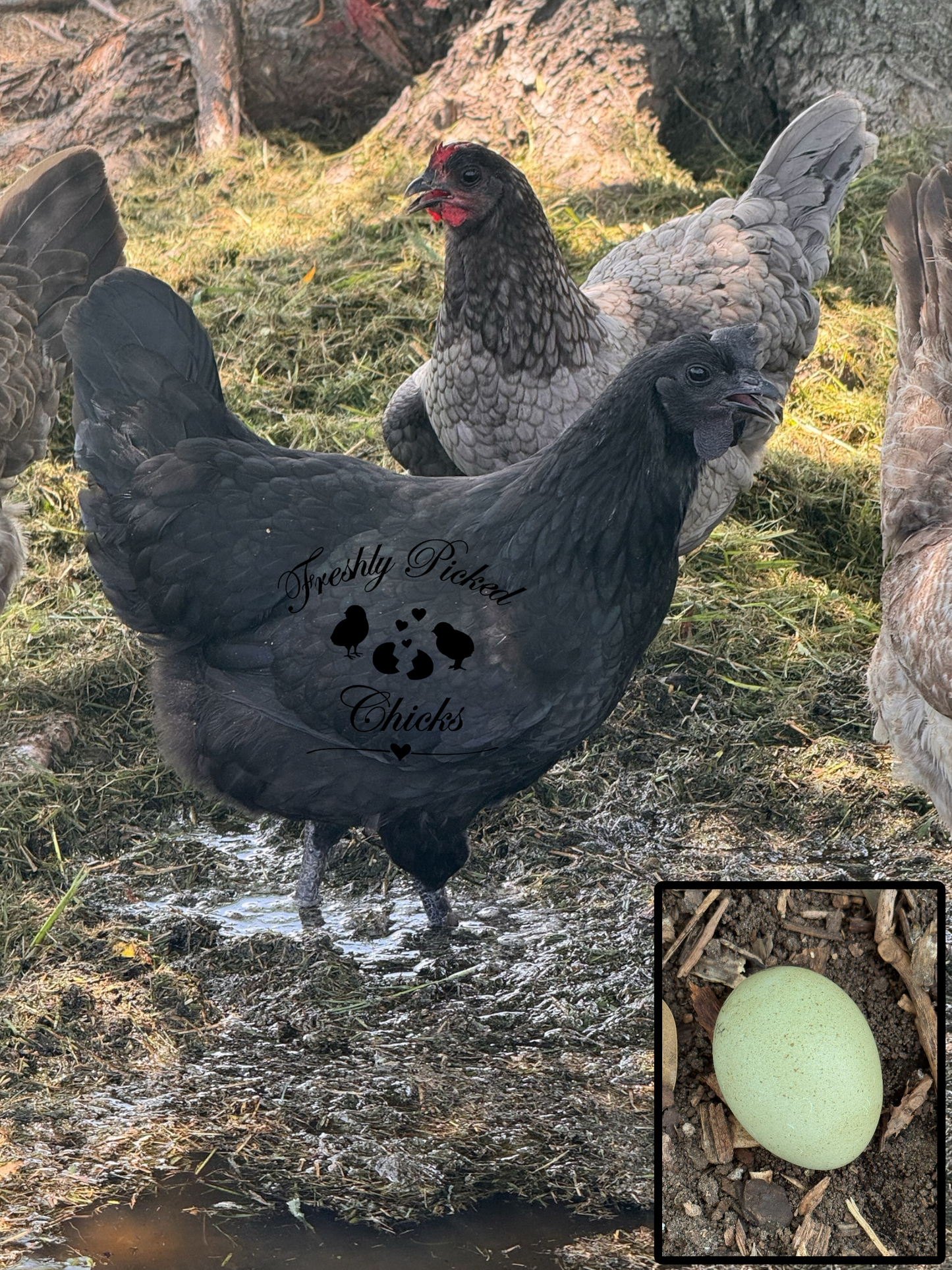 Eclipse Egger (Fibro)