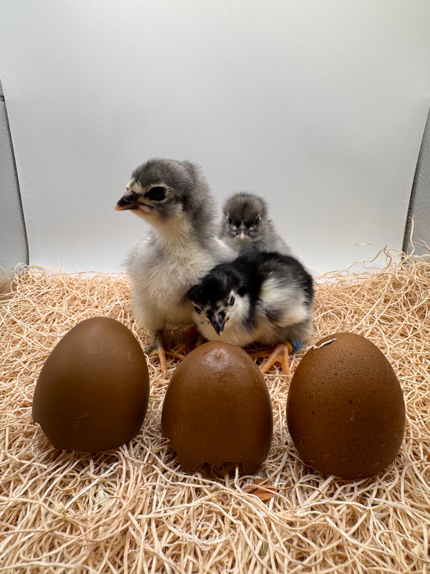 Chicks DNA'd sexed LOCAL PICK UP ONLY