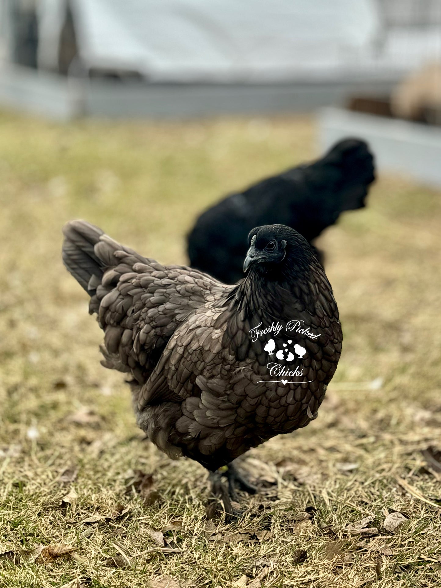 Eclipse Egger