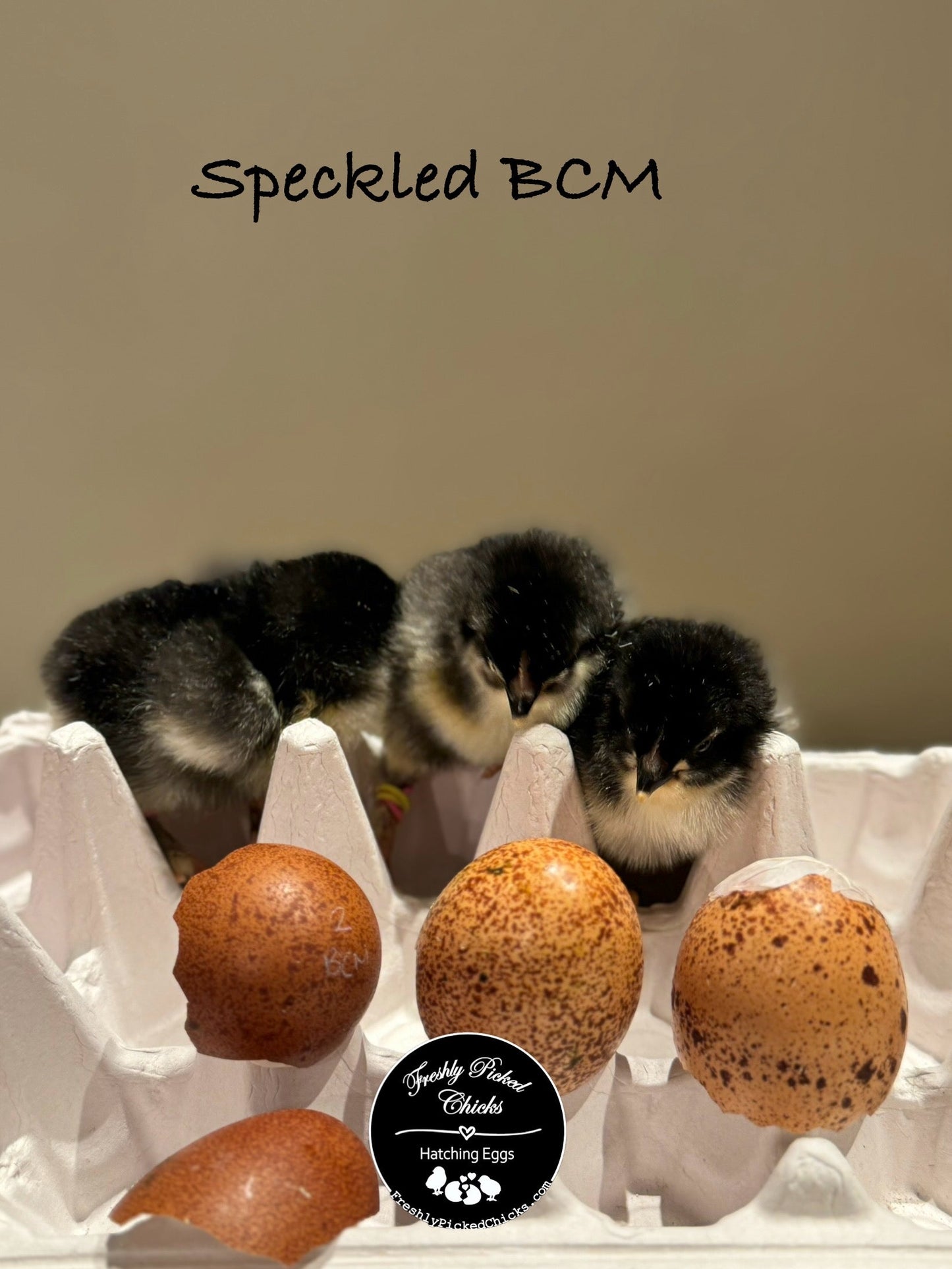 Chicks