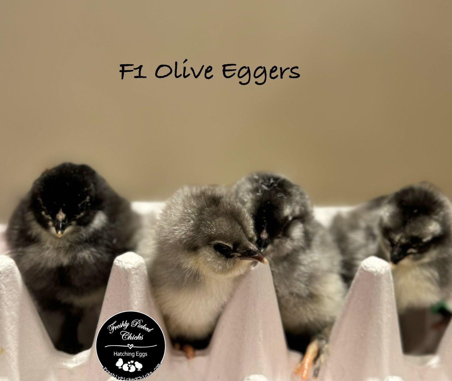 Chicks