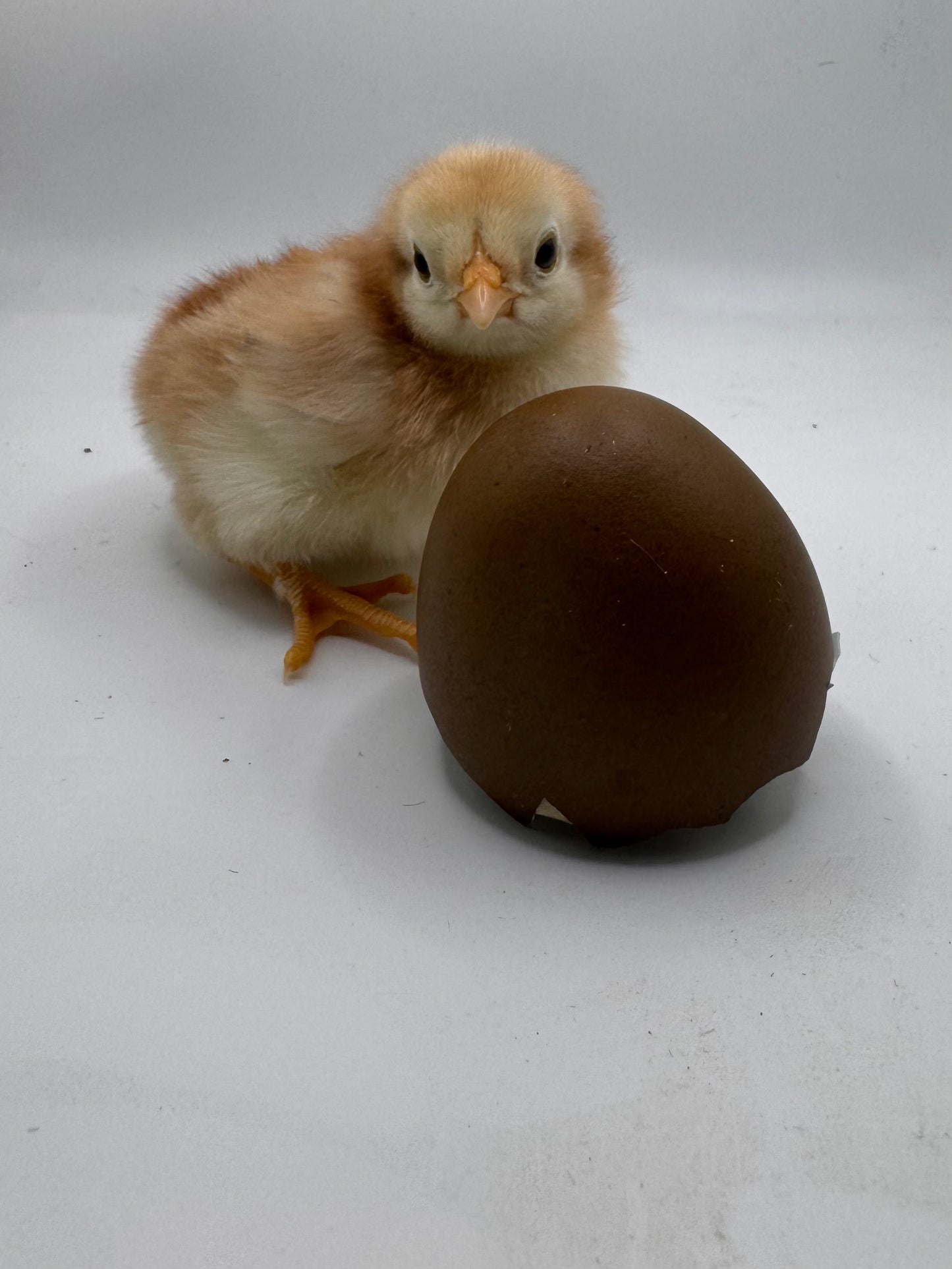 Chicks DNA'd sexed