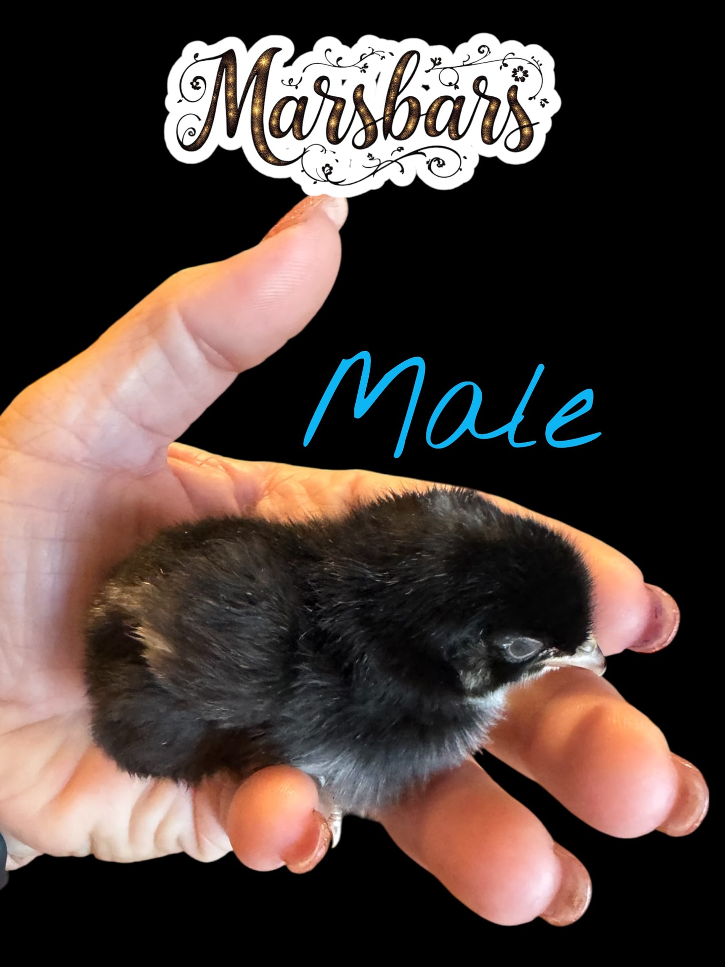Chicks