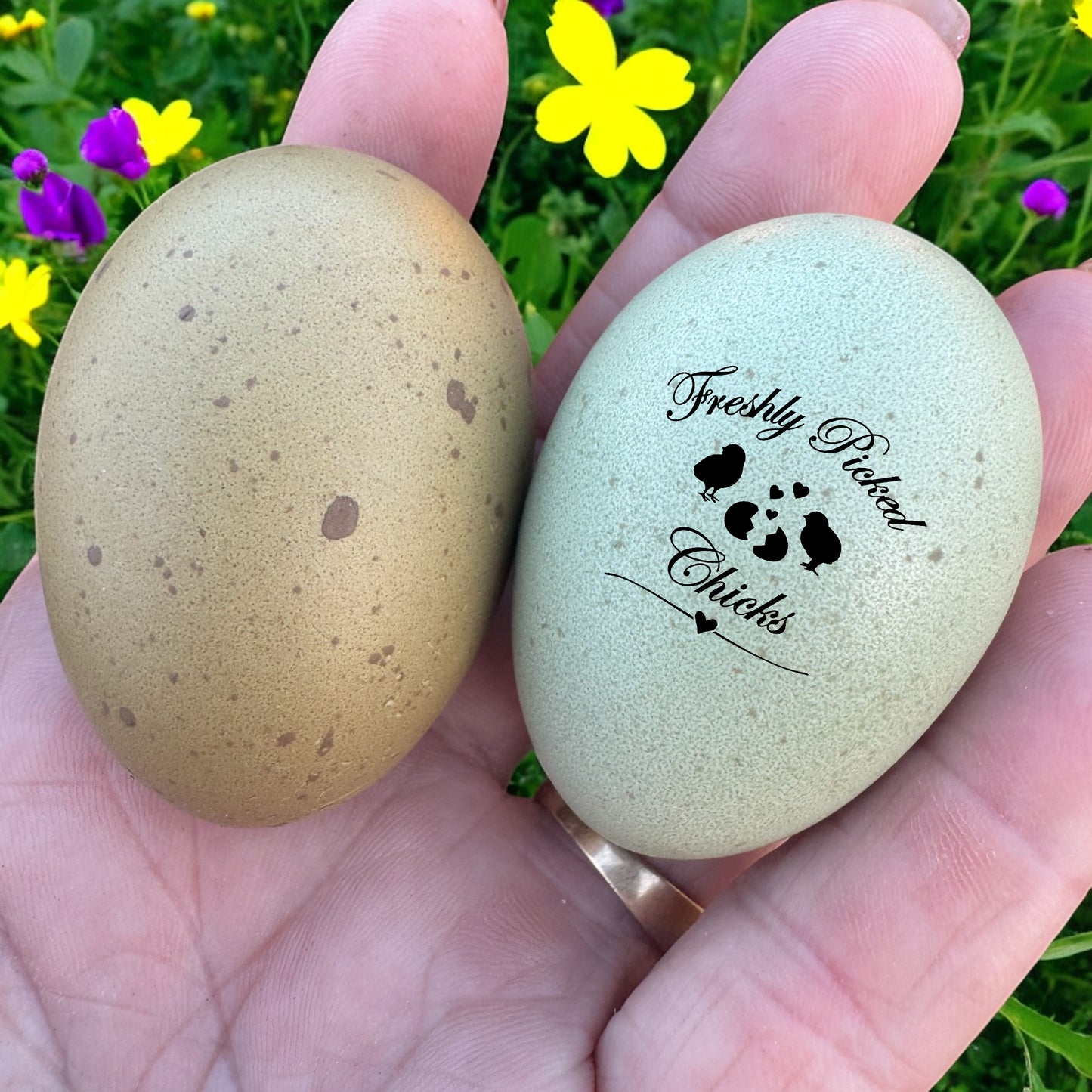 Marsbar F1 Olive Egger hatching eggs