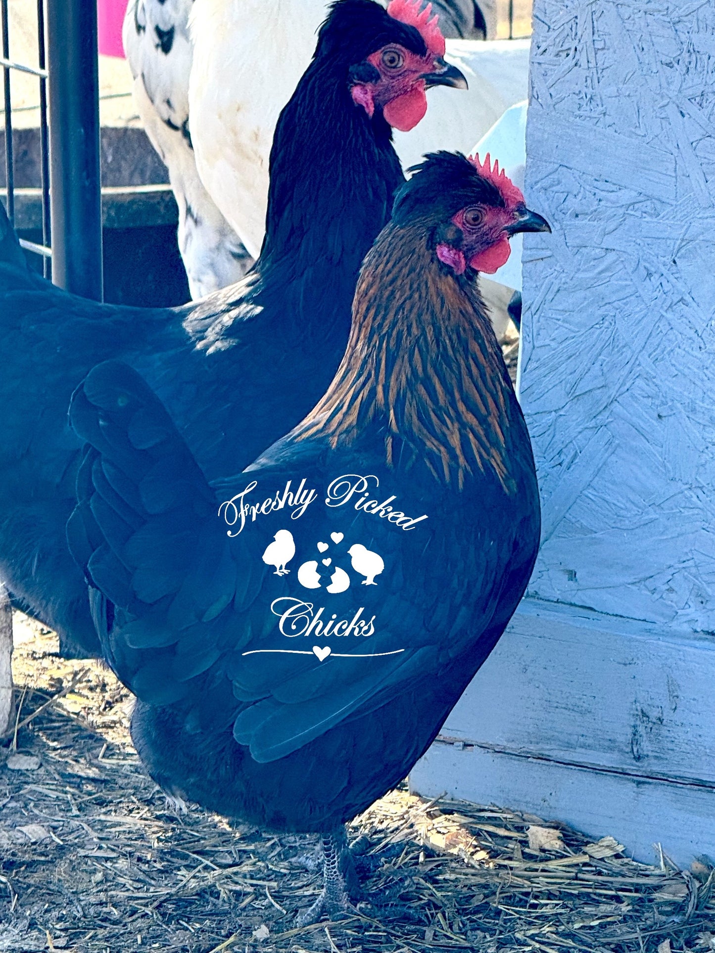 Marsbar F1 Olive Egger hatching eggs