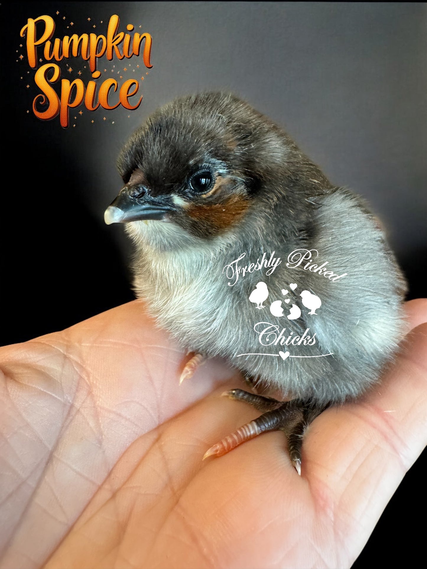 Chicks