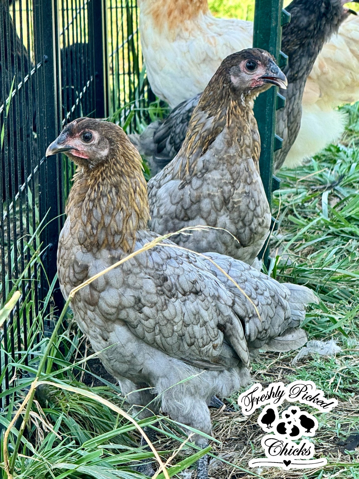 Silver Sagers Hatching Eggs