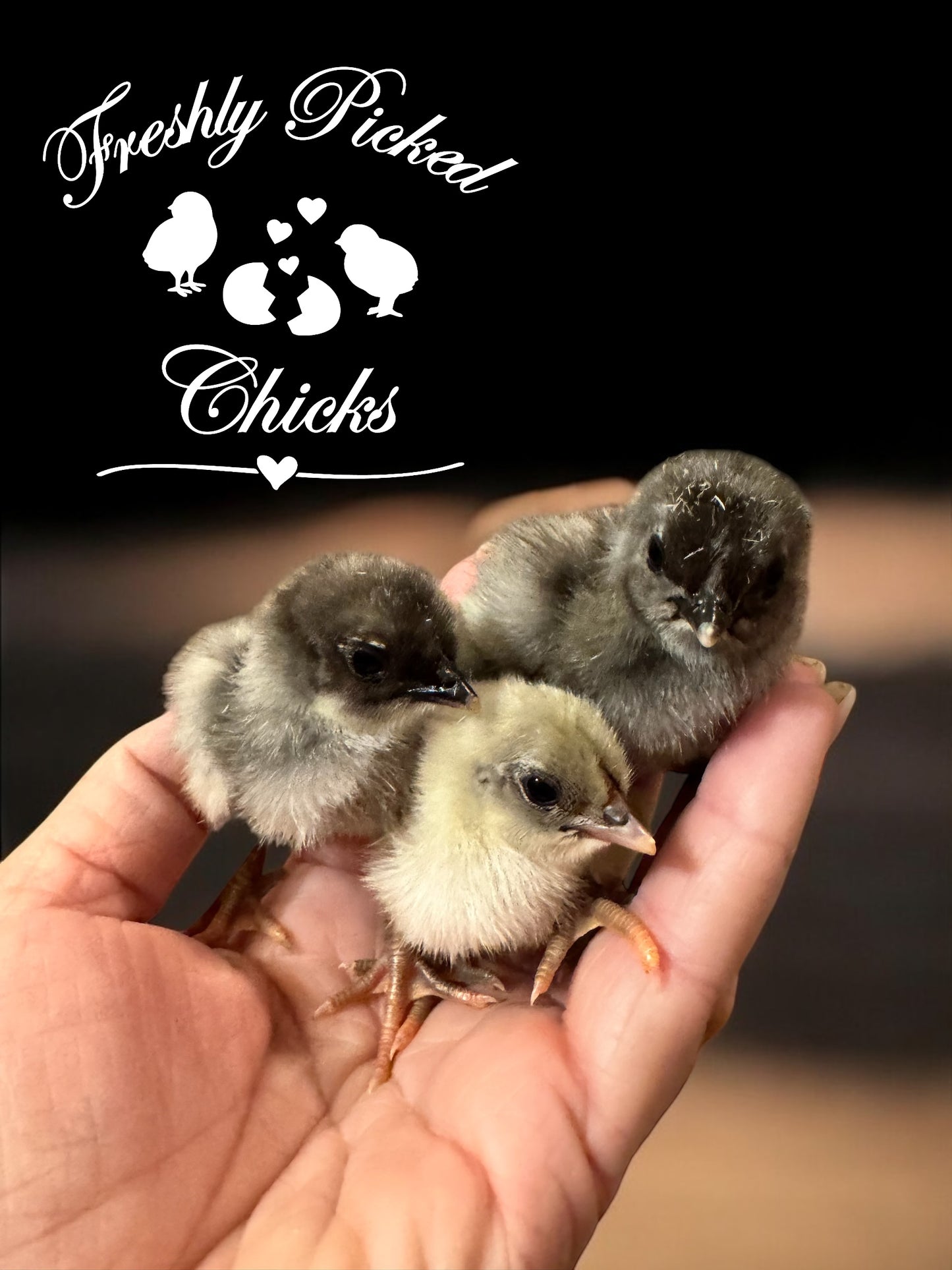 Chicks (Local Pick up only) Broken Arrow OK