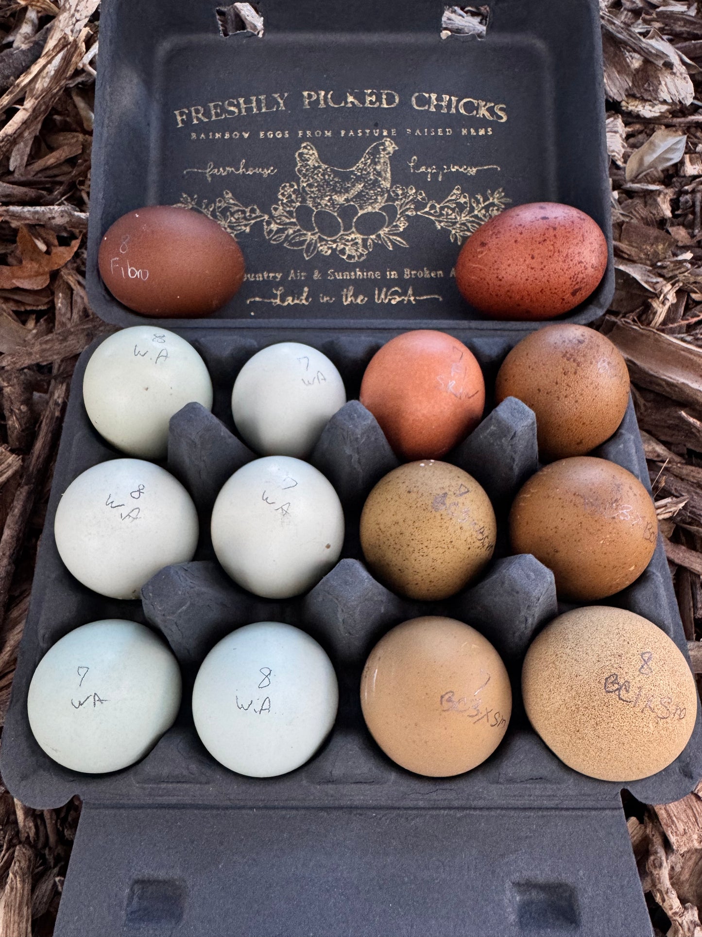 TODAY'S EXTRA 1/2 White Am. 1/2 OE +Speckled BCM & Fibro