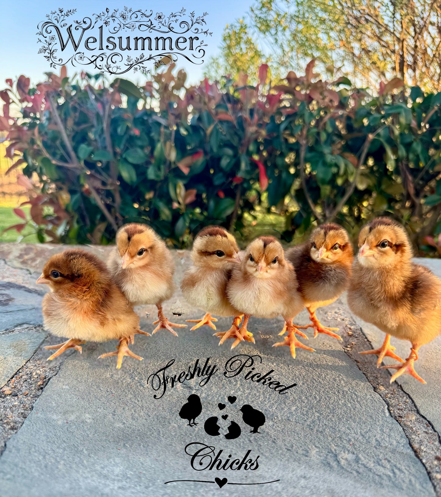 Chicks (Local Pick up only) Broken Arrow OK
