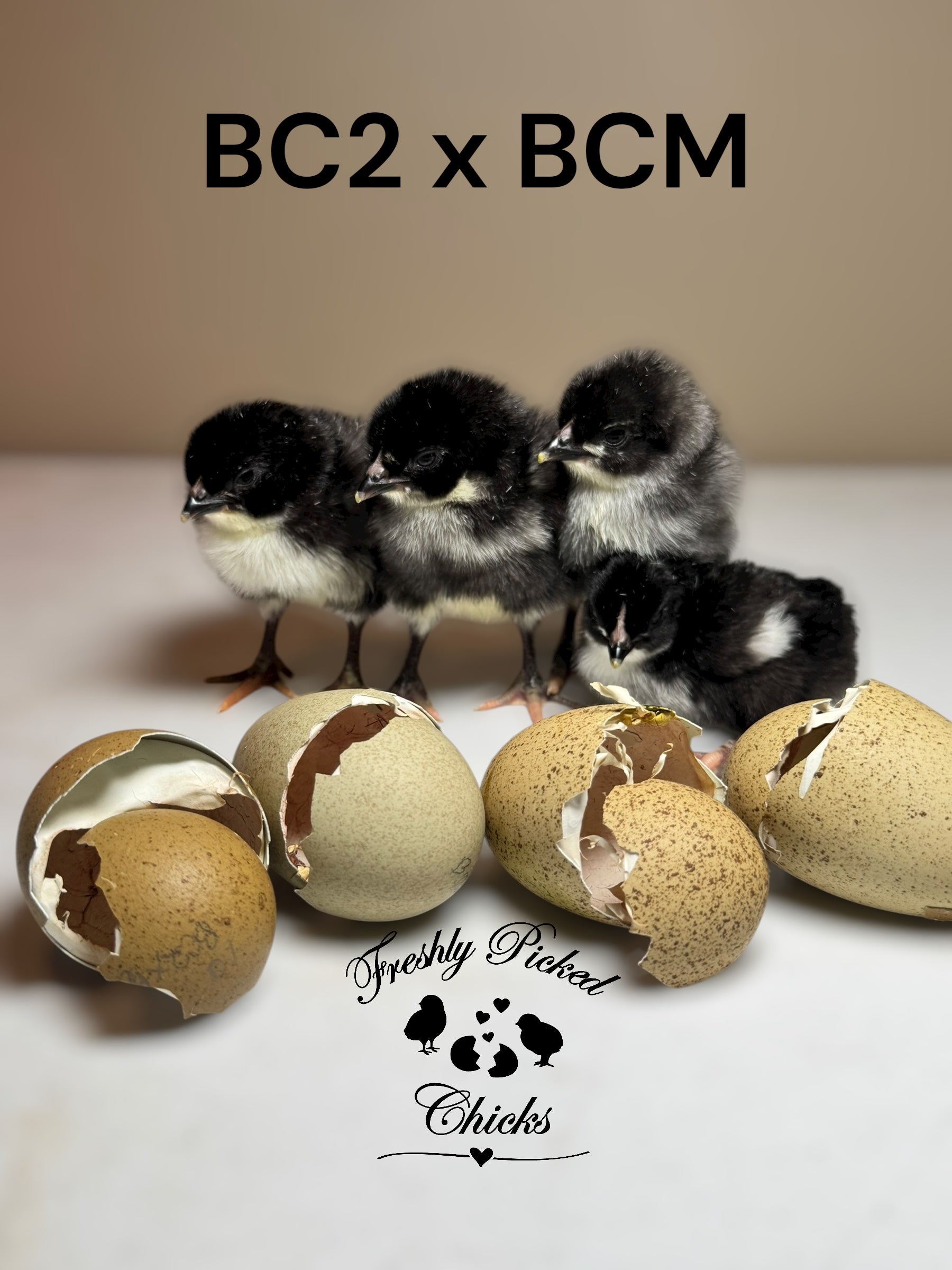 Chicks DNA'd sexed – Freshly Picked Chicks