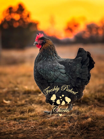 Black Copper Marans Hatching Eggs