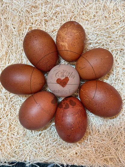 Black Copper Marans Hatching Eggs