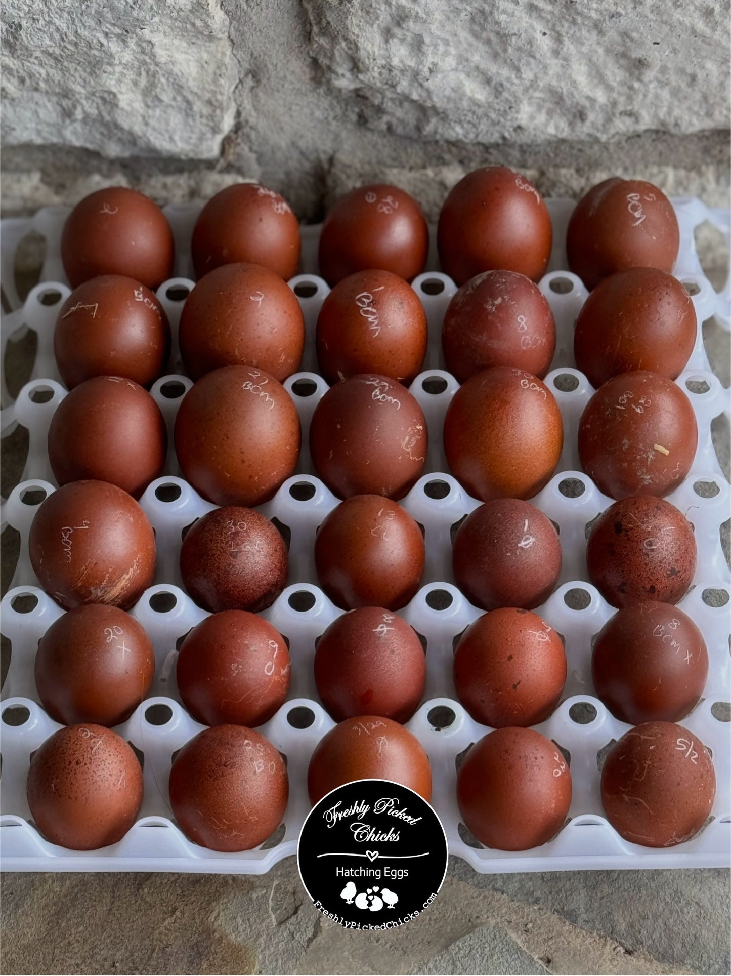 Black Copper Marans Hatching Eggs