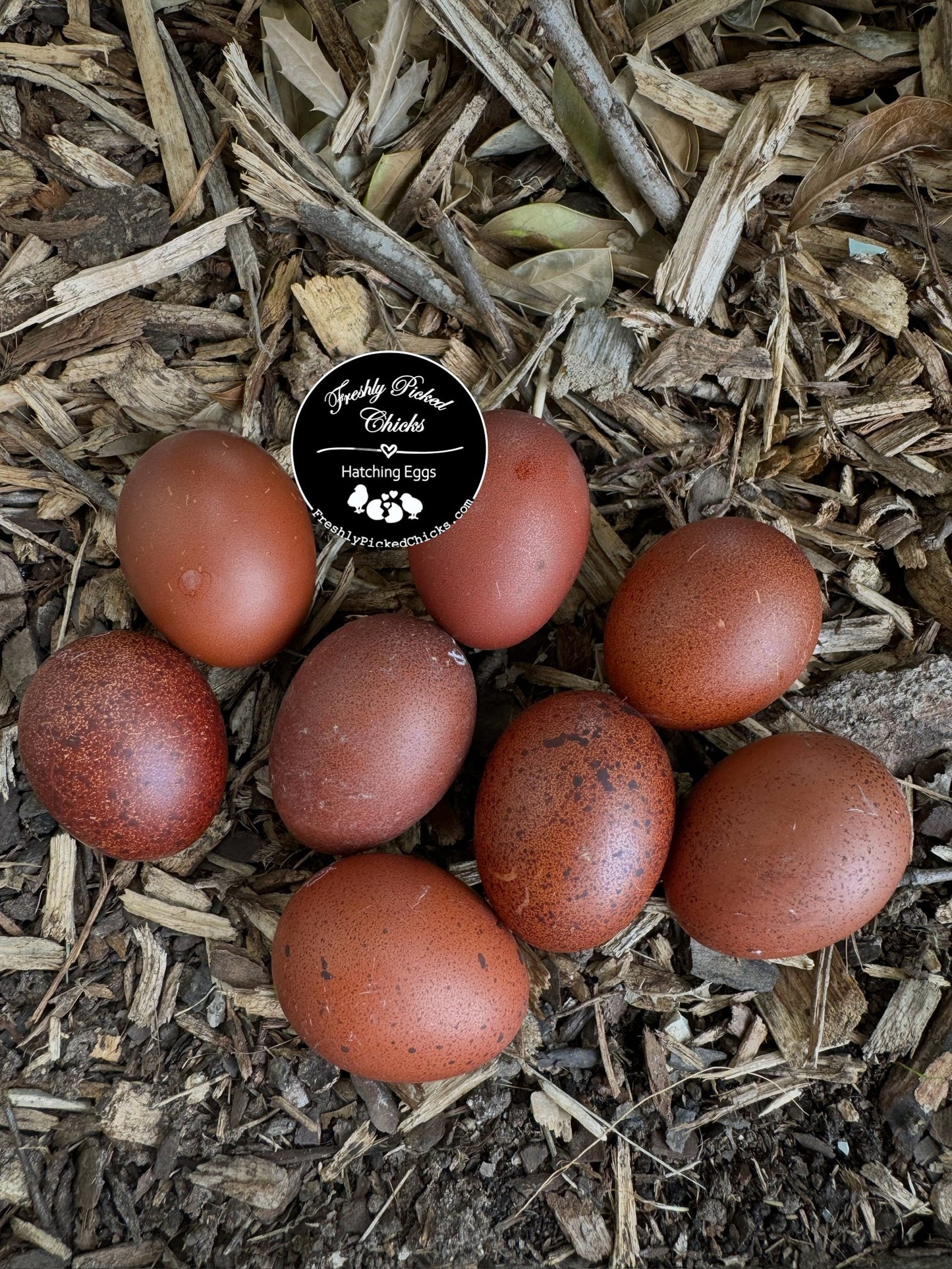 Black Copper Marans Hatching Eggs