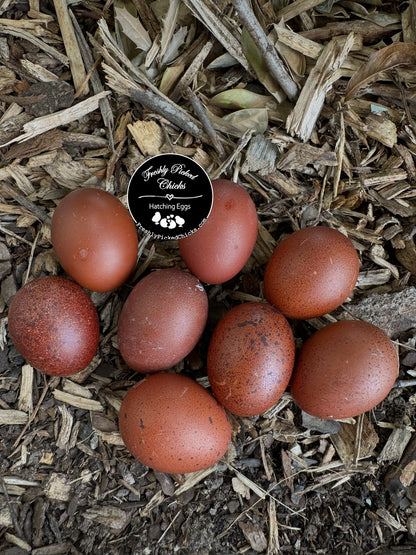 Black Copper Marans Hatching Eggs