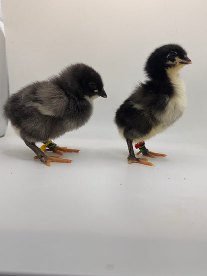 Chicks DNA'd sexed