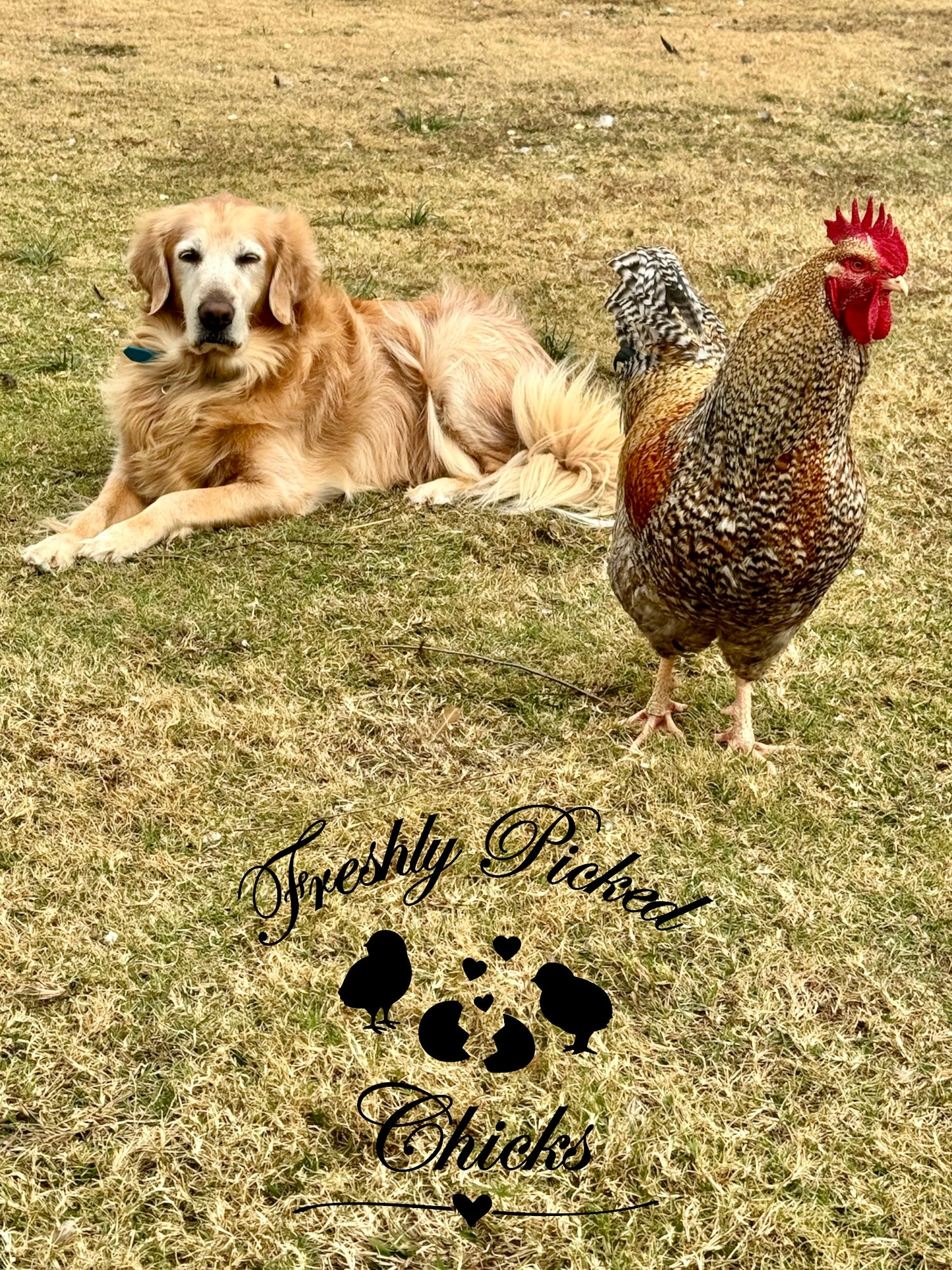 Bielefelder Hatching Eggs