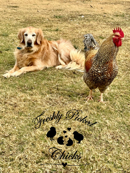 Bielefelder Hatching Eggs