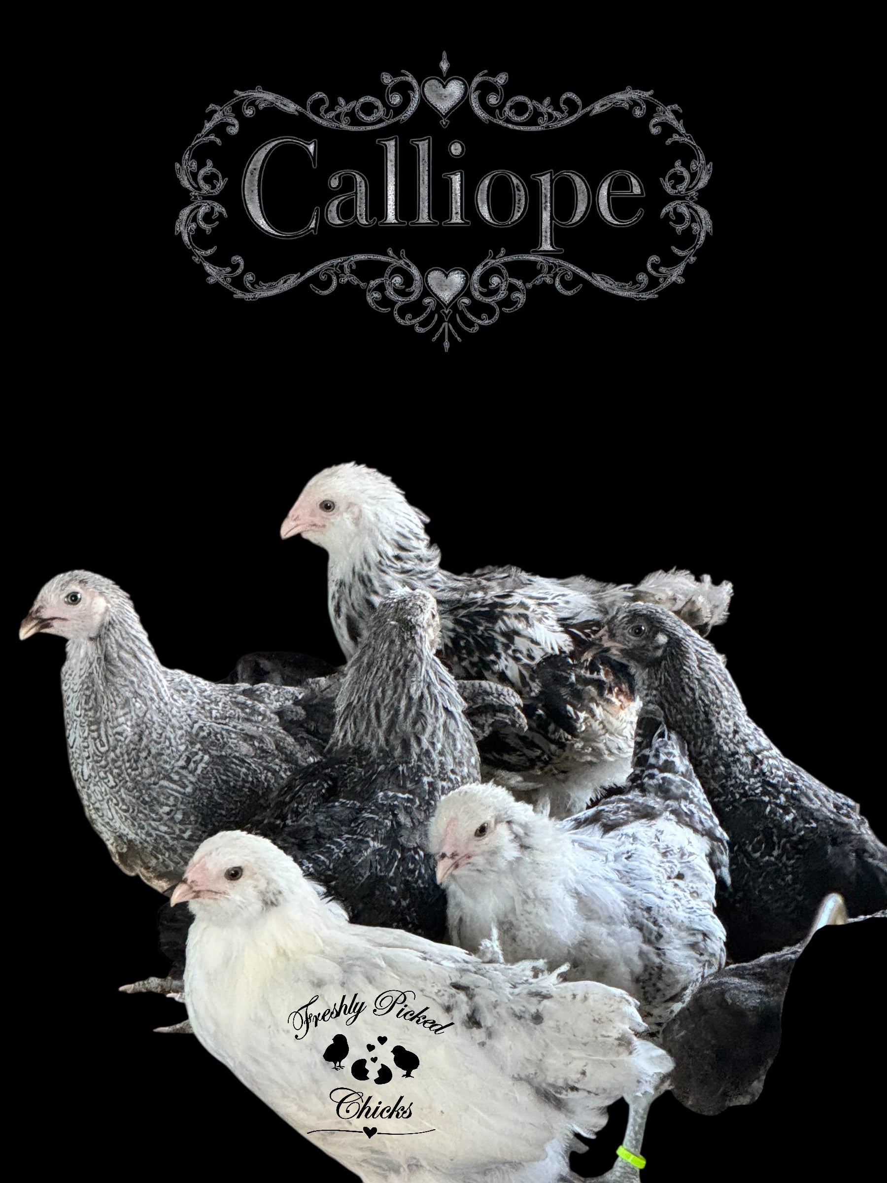 Calliope – Freshly Picked Chicks