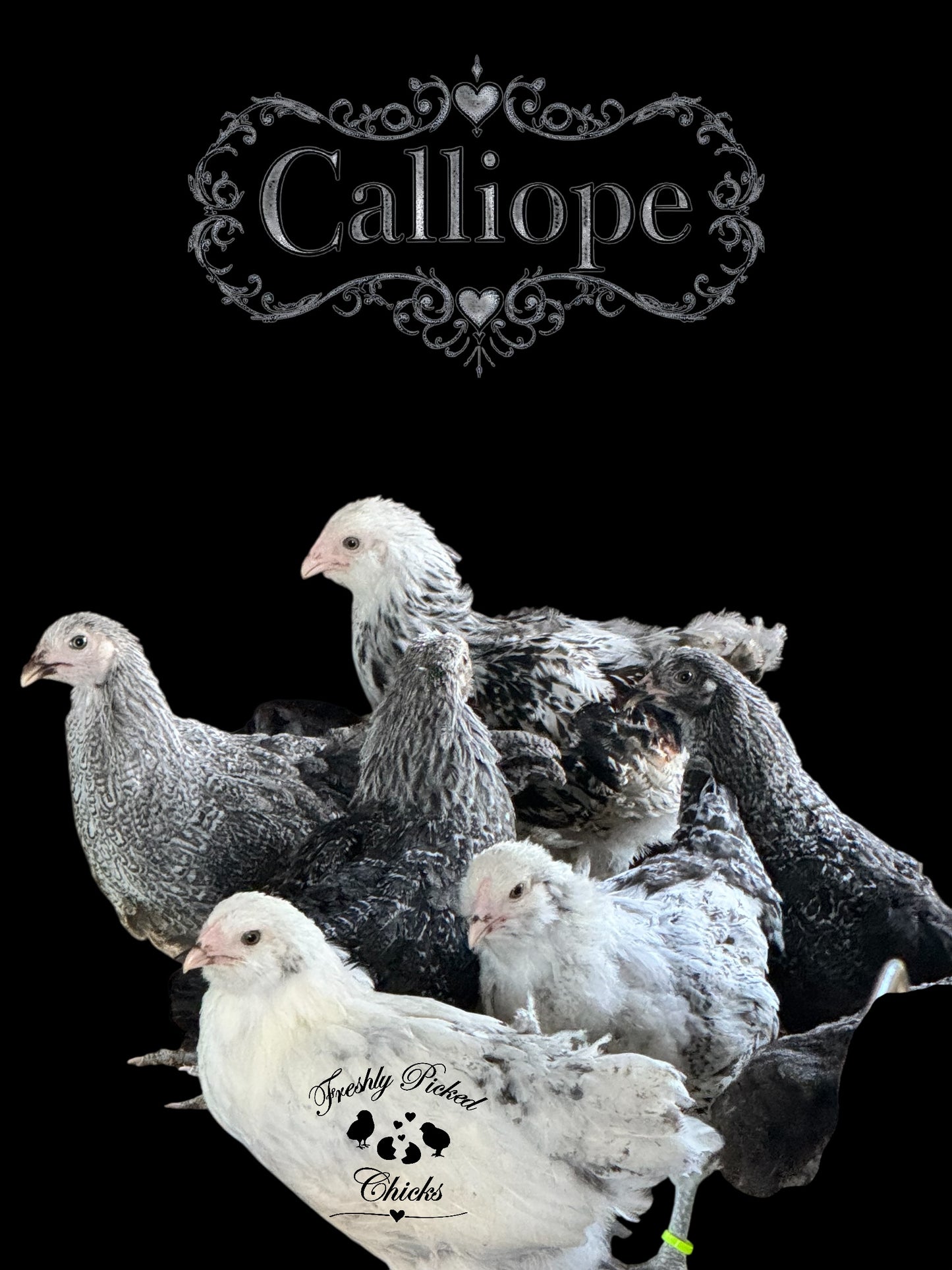 Calliope
