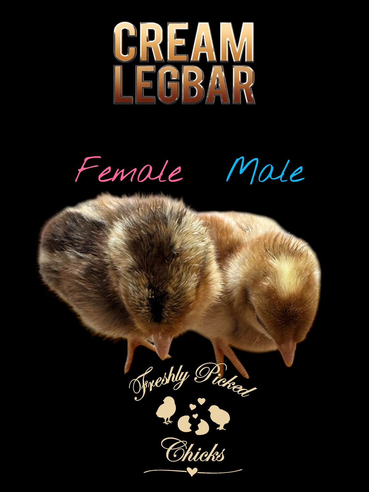 Cream Legbar Hatching Eggs