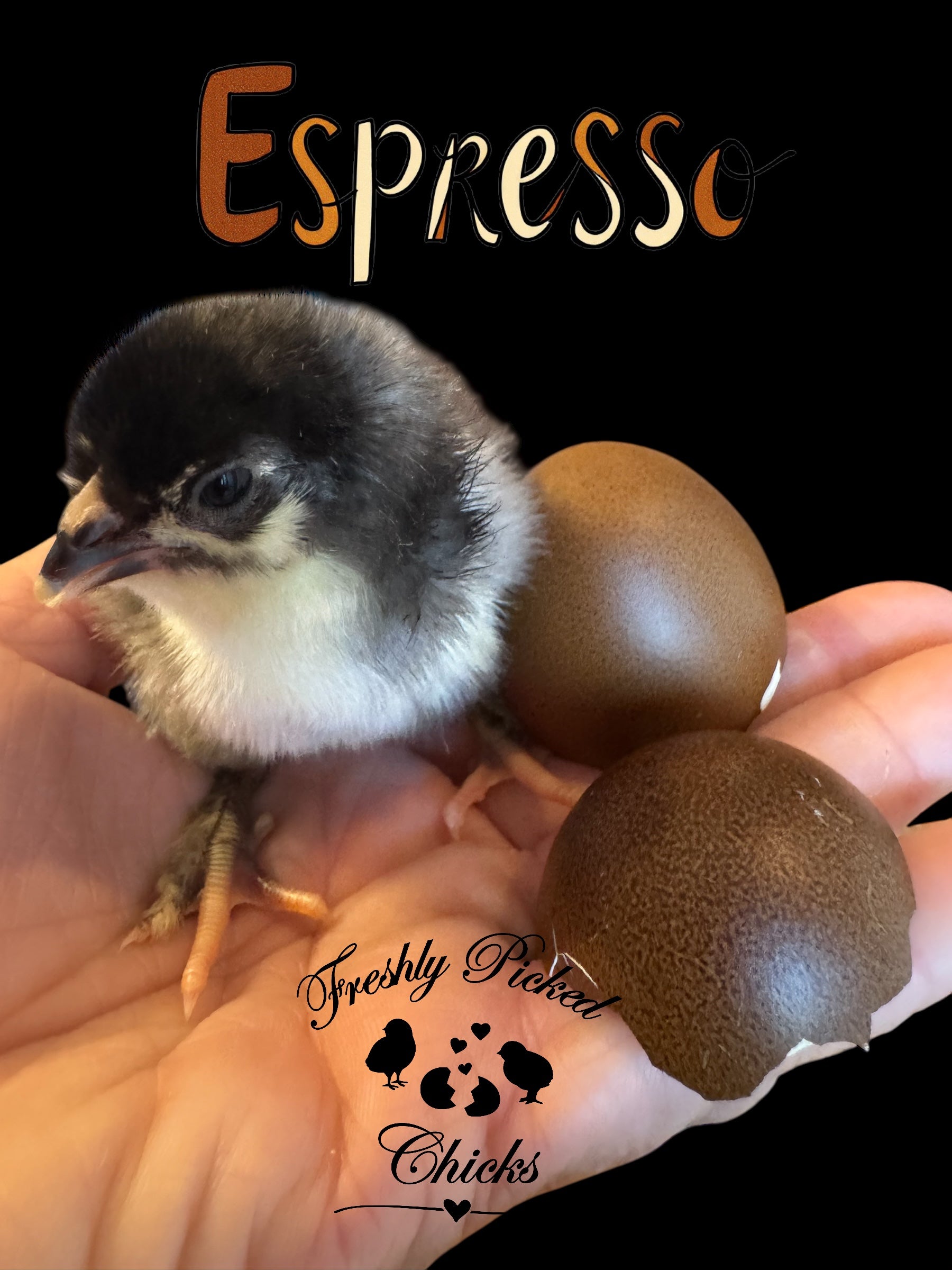 Chicks DNA'd sexed – Freshly Picked Chicks