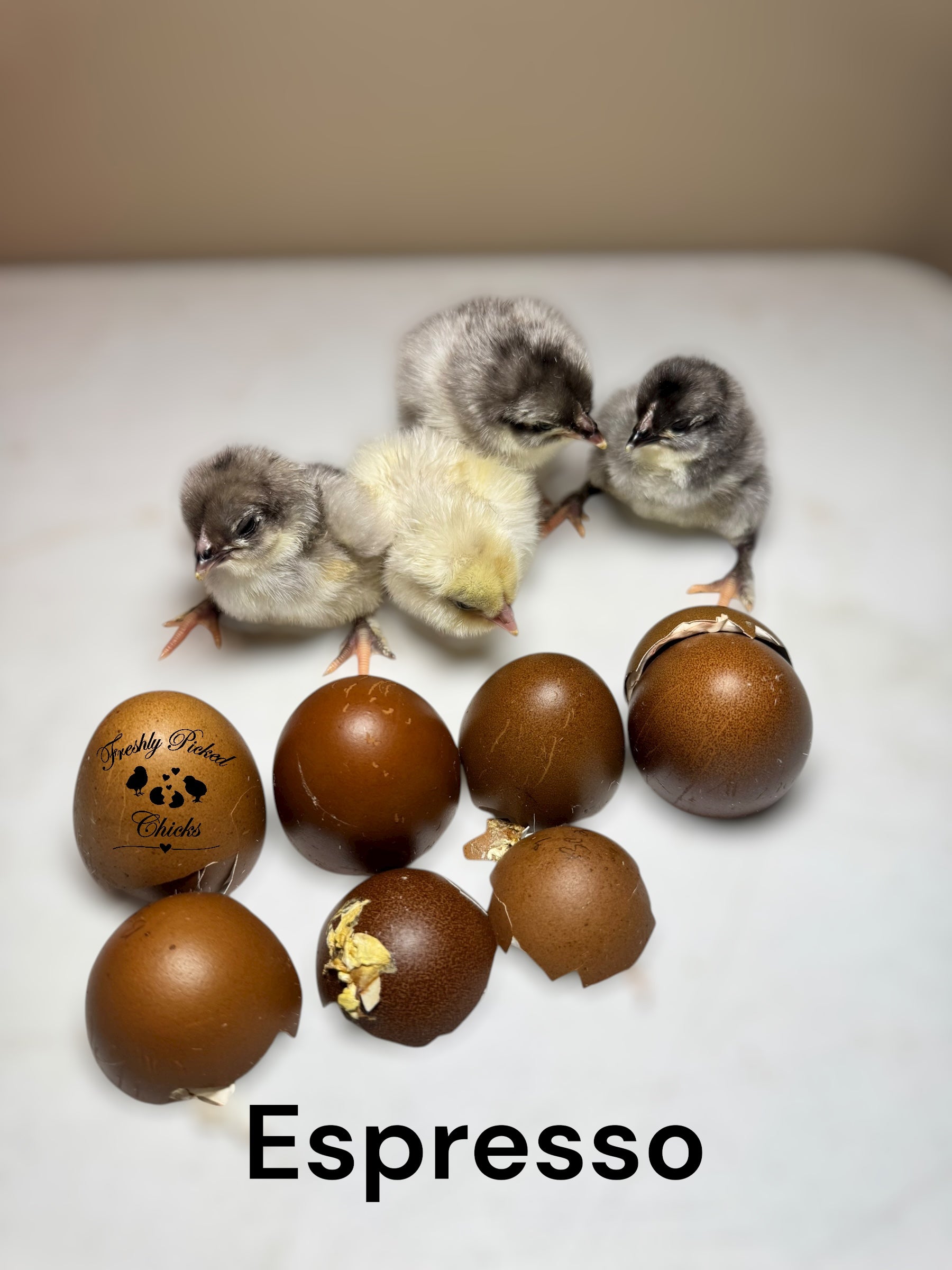 Chicks DNA'd sexed – Freshly Picked Chicks