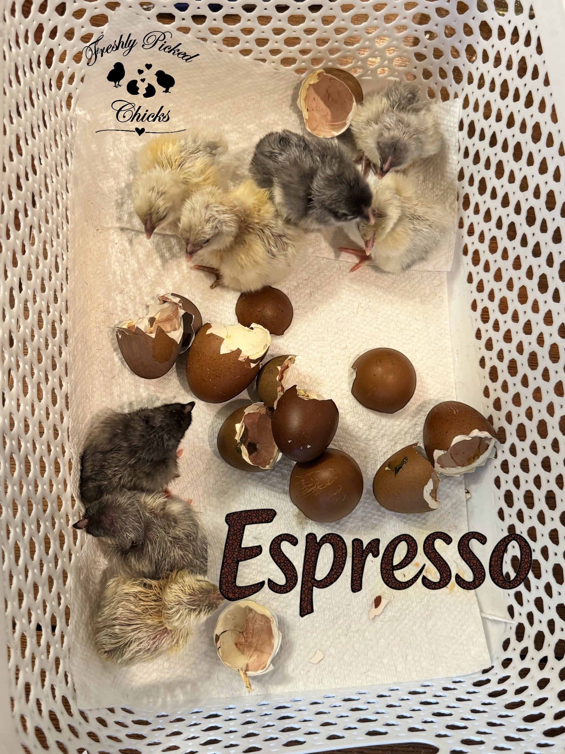 Chicks DNA'd sexed – Freshly Picked Chicks