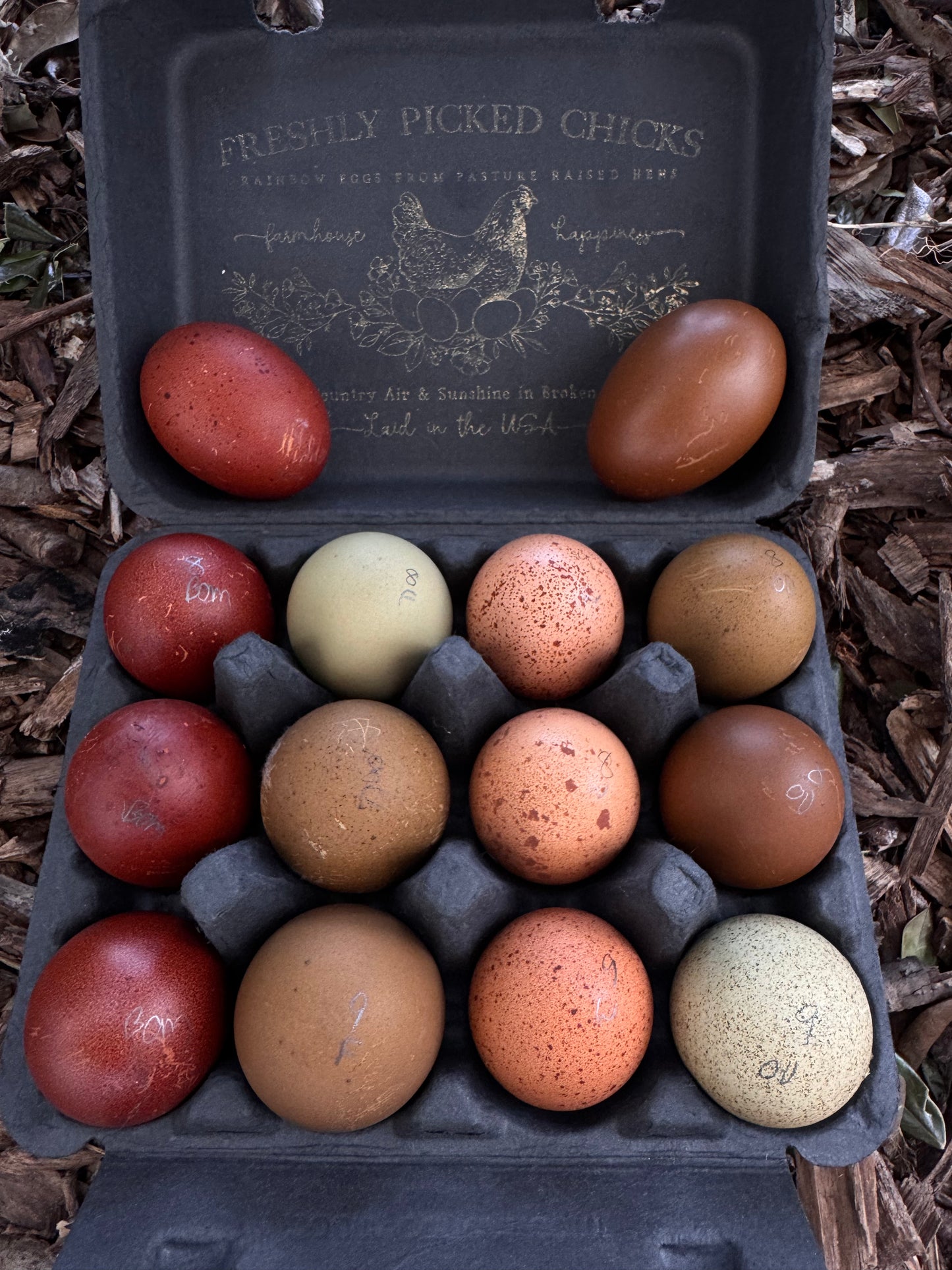 TODAY'S EXTRA  BMC,  Eclipse Egger, Welsummer, Olive Oasis