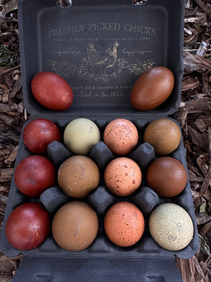 TODAY'S EXTRA  BMC,  Eclipse Egger, Welsummer, Olive Oasis