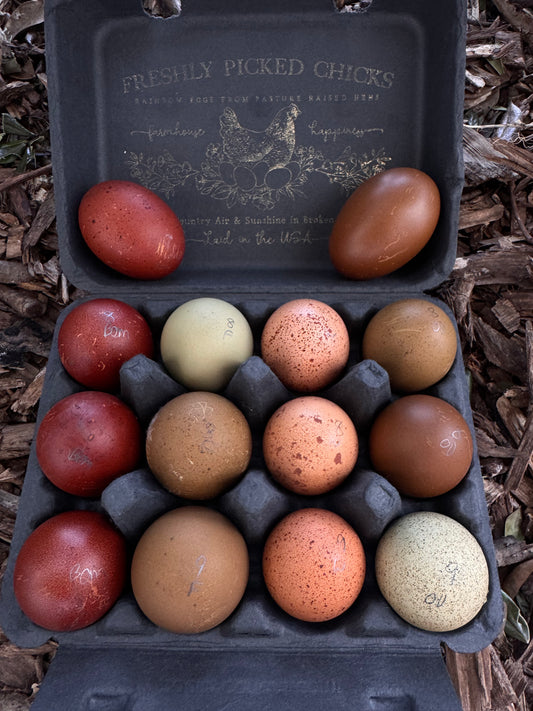 TODAY'S EXTRA  BMC,  Eclipse Egger, Welsummer, Olive Oasis