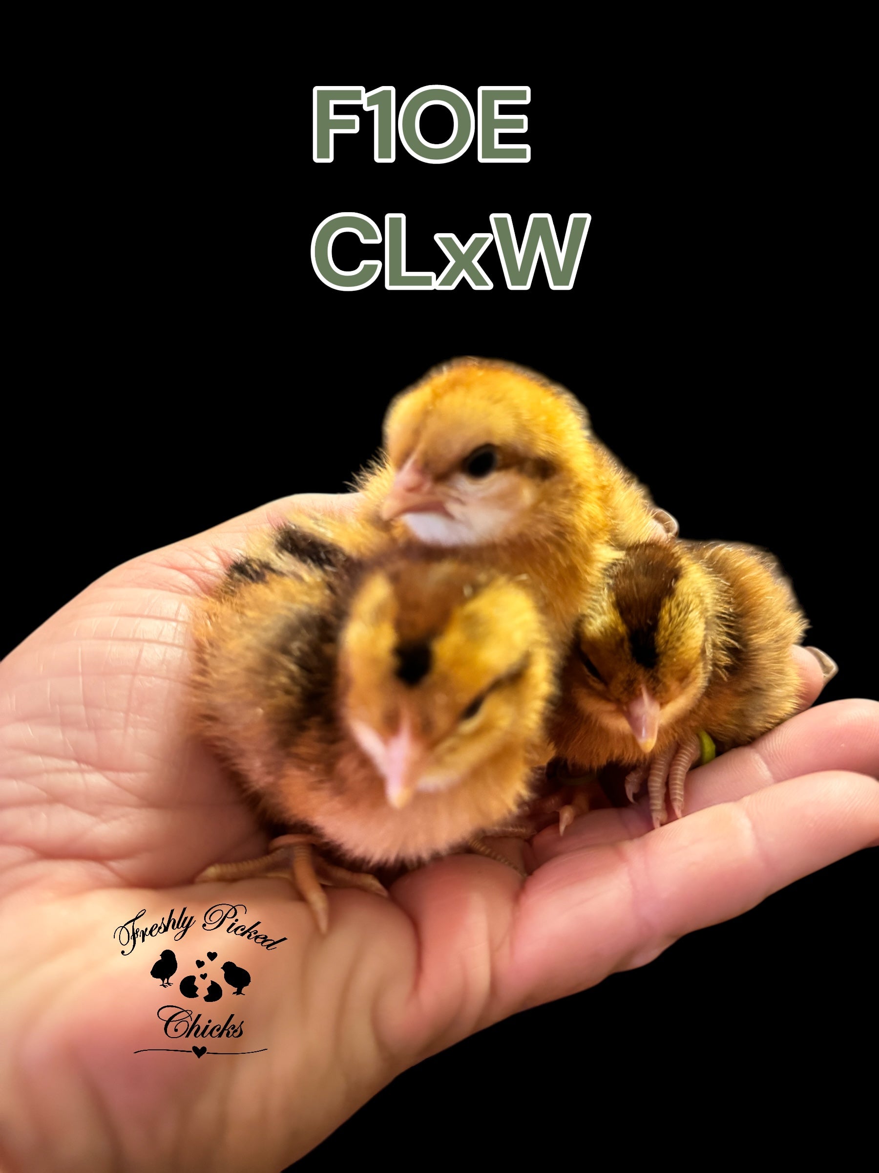 Chicks DNA'd sexed – Freshly Picked Chicks