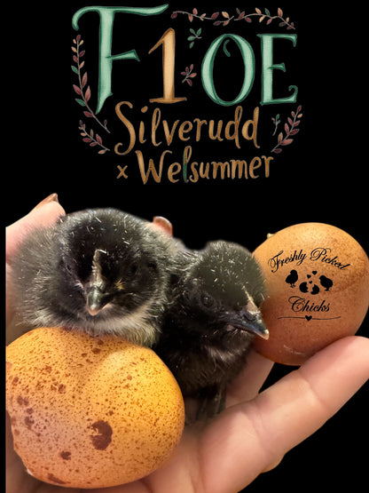 Chicks