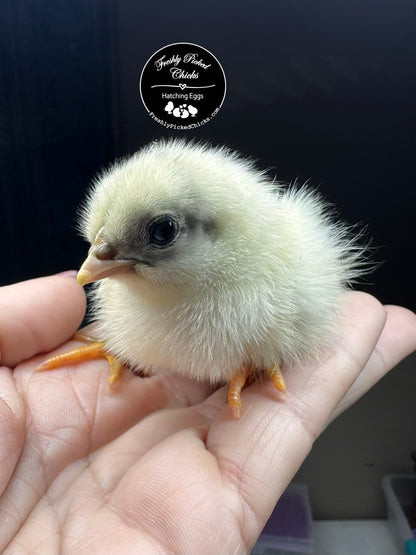 Chicks DNA'd sexed