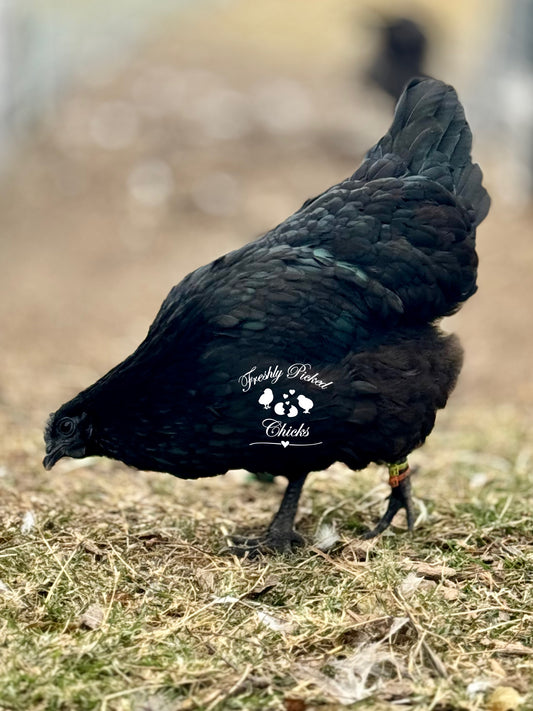 Eclipse Egger