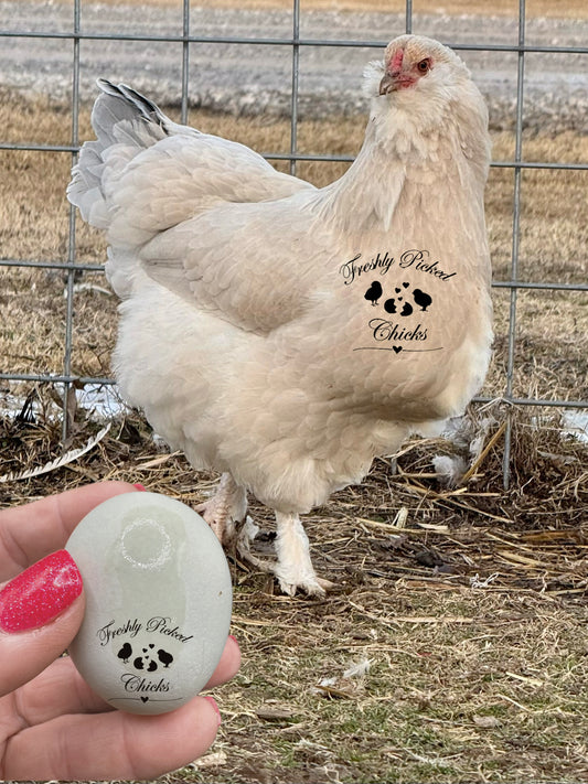 Frosted Mint Pullets