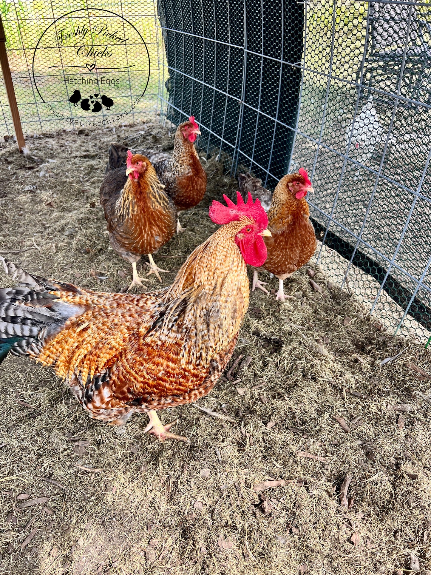 Bielefelder Hatching Eggs