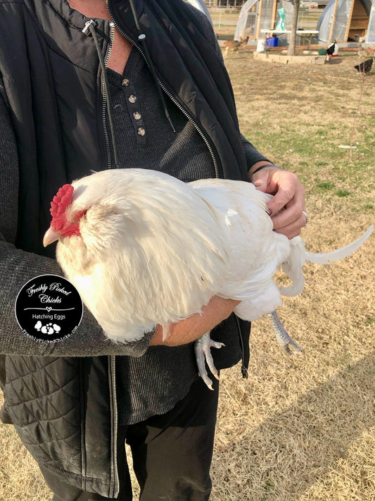 Ameraucana, White