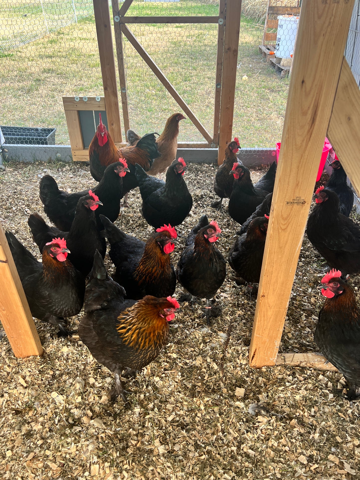 Black Copper Marans Hatching Eggs