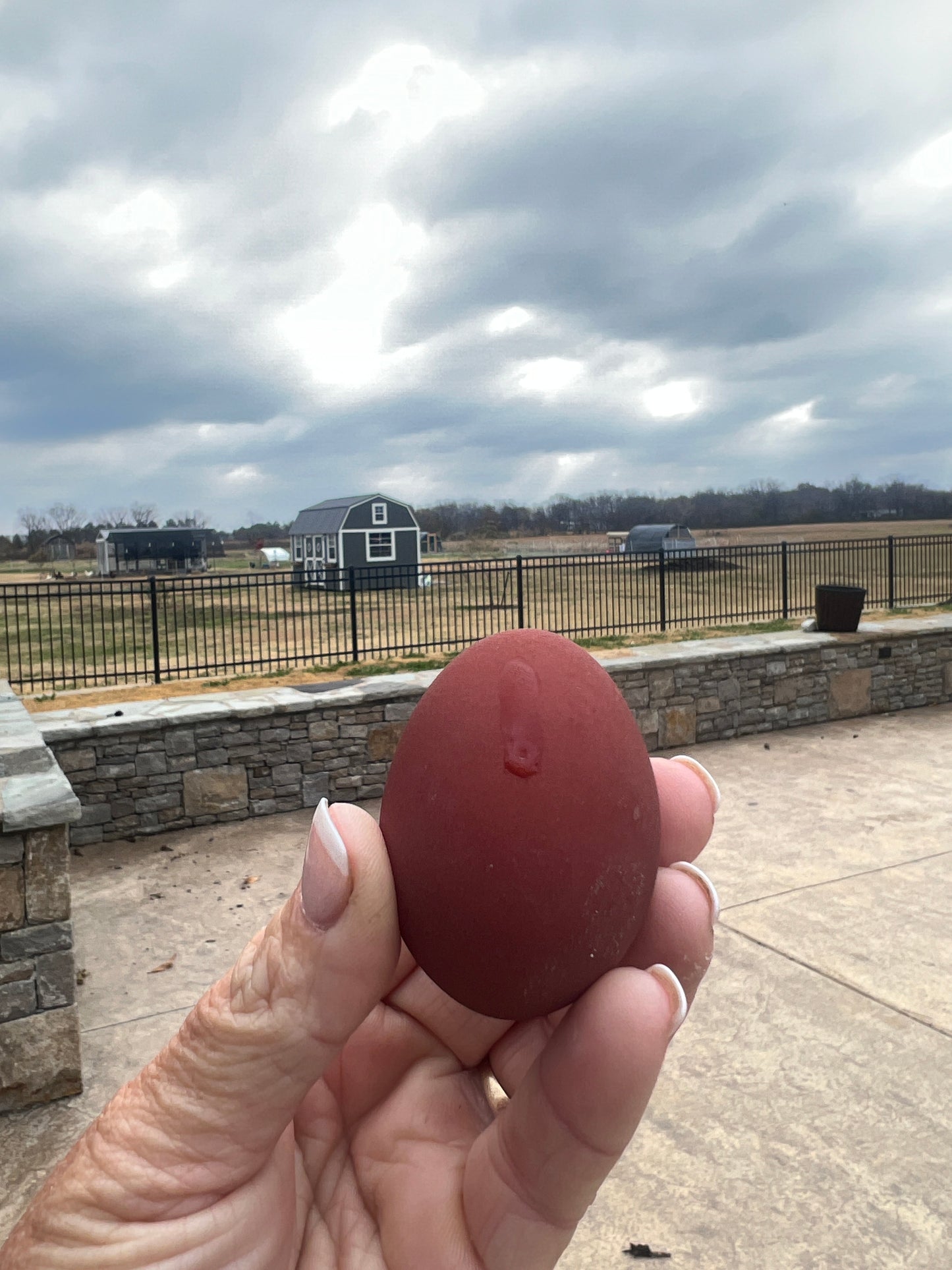 Black Copper Marans Hatching Eggs