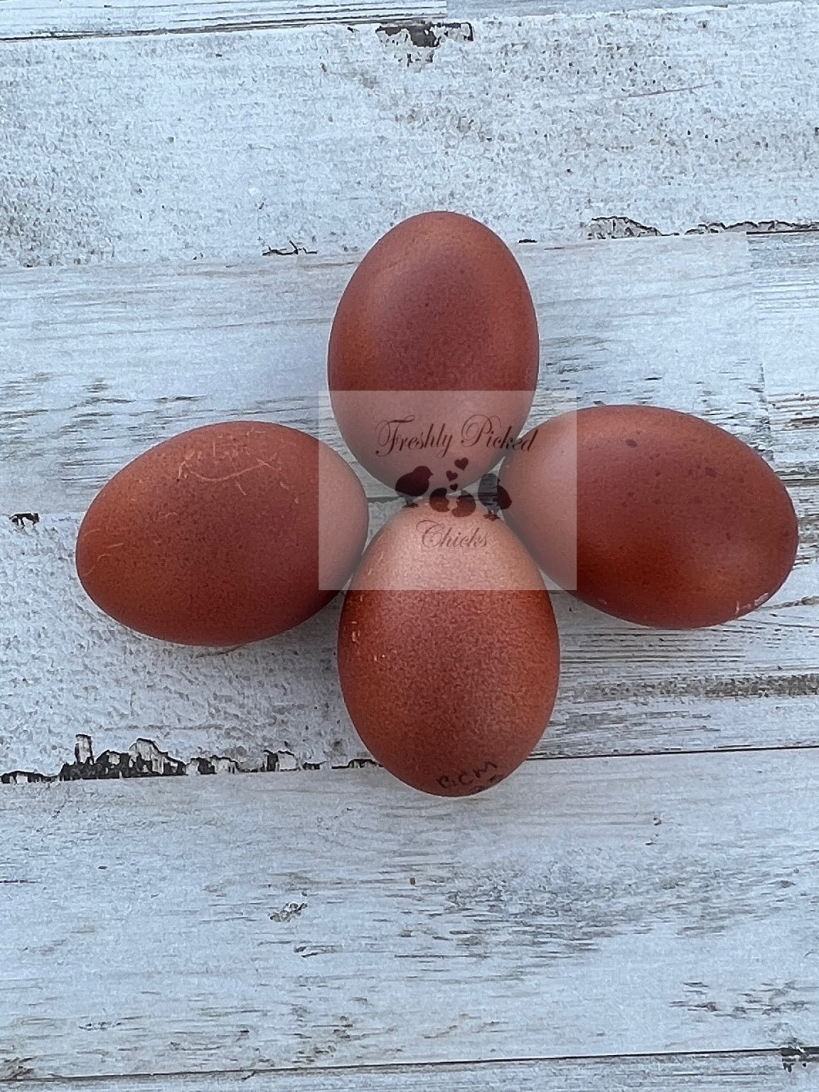 Black Copper Marans Hatching Eggs