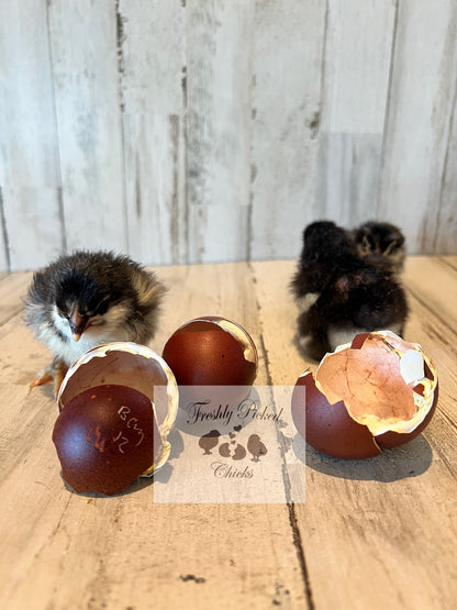 Black Copper Marans Hatching Eggs