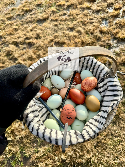 1 Dozen Farm Fresh Eating Eggs