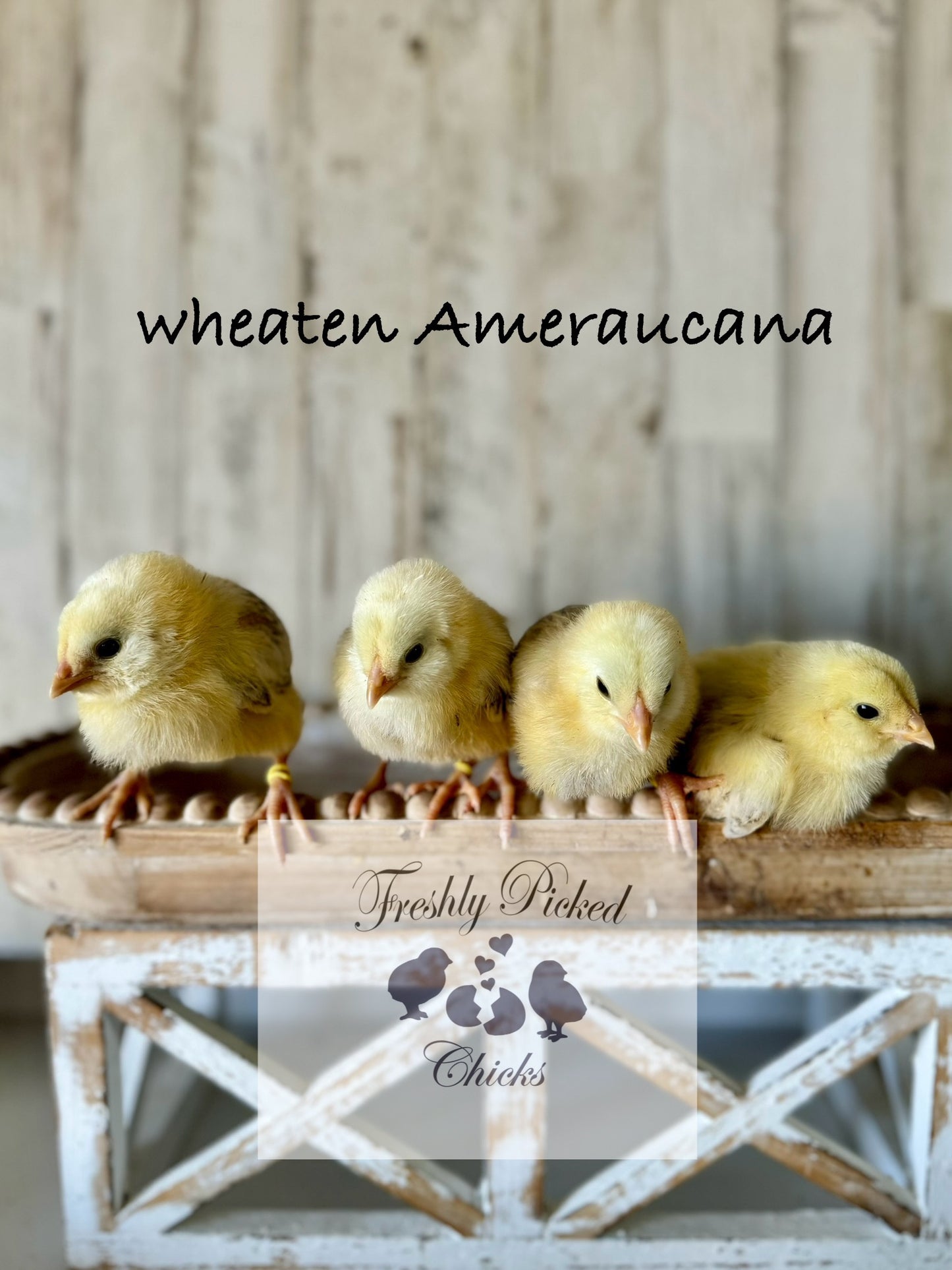 Ameraucana, Wheaten/Blue Wheaten