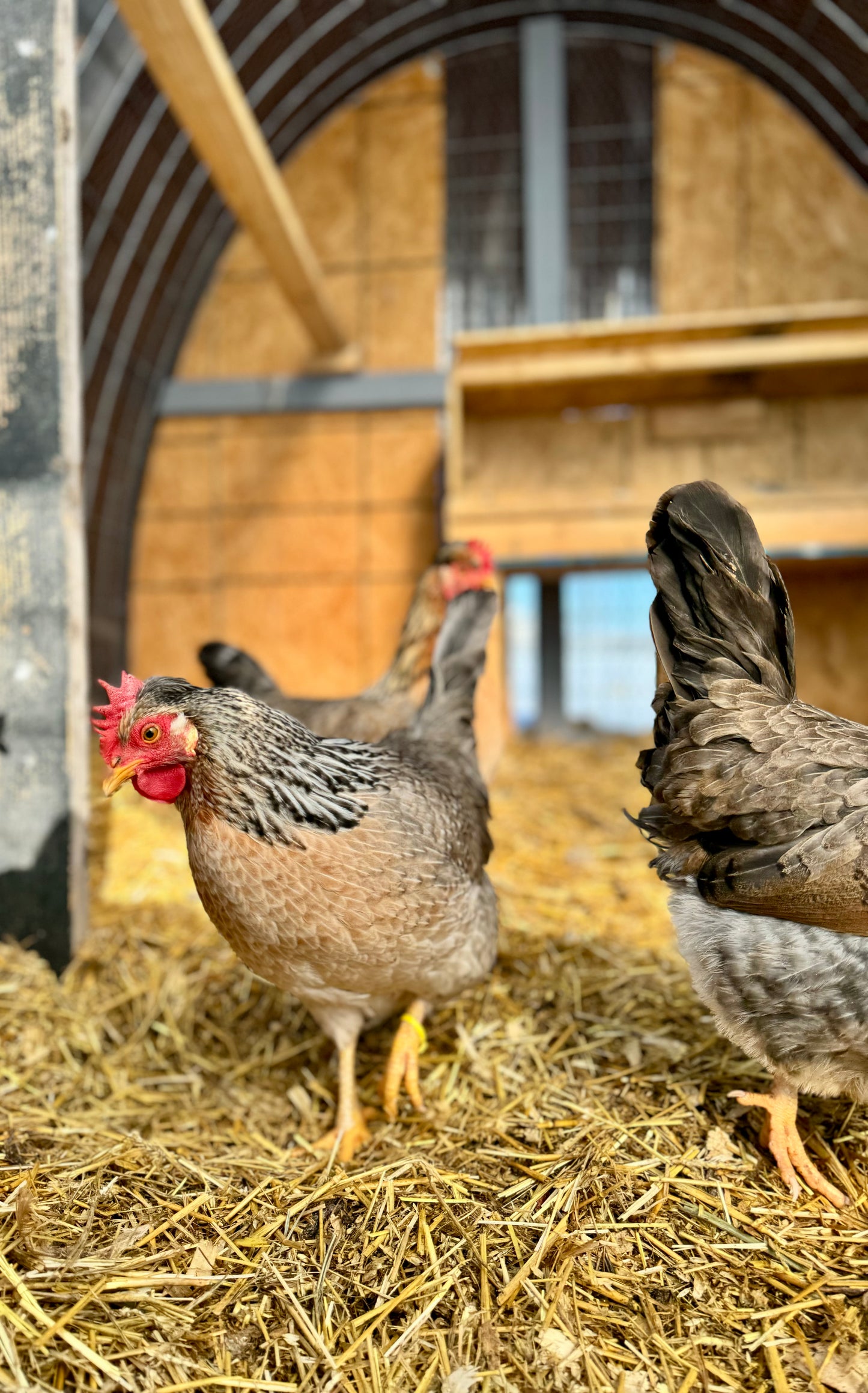 Cream Legbar Hatching Eggs