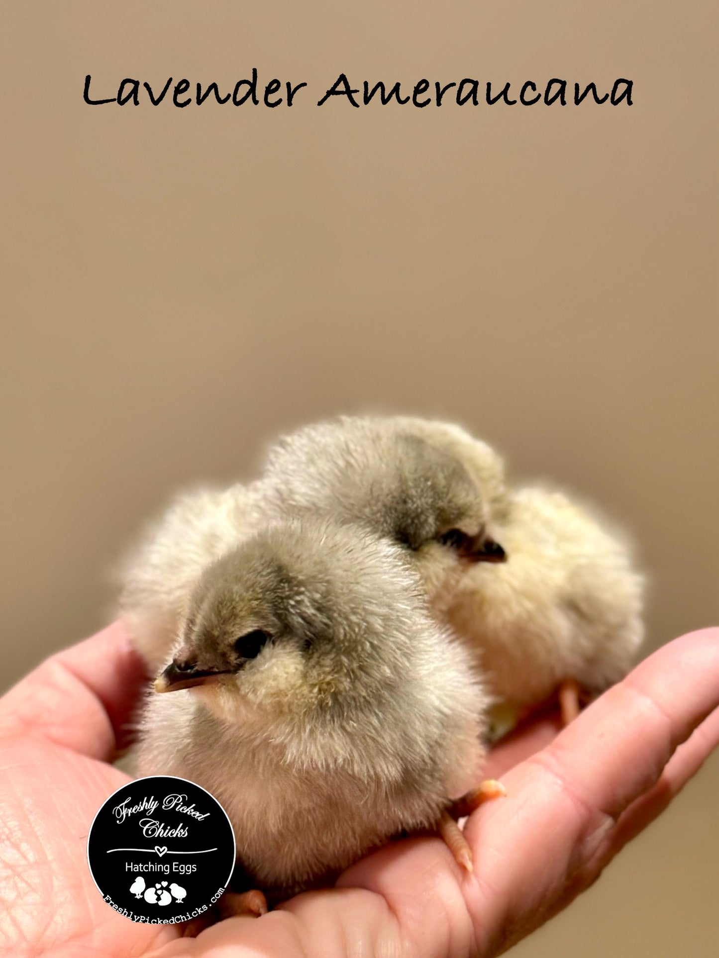 Ameraucana, Lavender